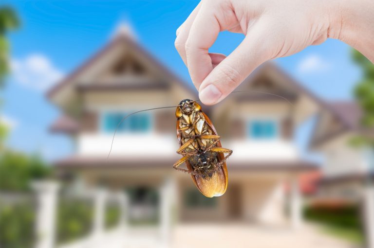 5 Signs You Need to Call a Pest Control Service