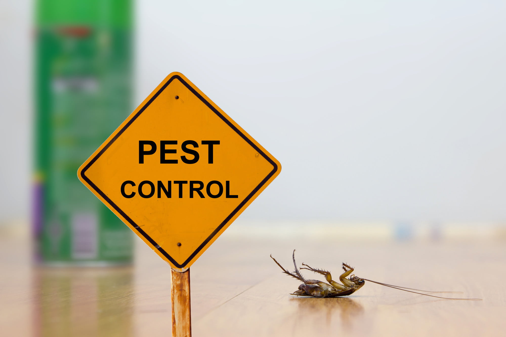 In order to have a pest-free home, there are a couple things you need to keep an eye on. This guide will explain the common household pests.