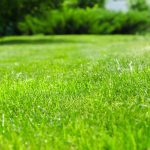 Lawns require constant care to keep up their appearance and health. Learn how to create your own schedule for lawn maintenance here.