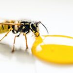 Getting a wasp sting can be an incredibly painful experience, and knowing how to act quickly in this situation is important.