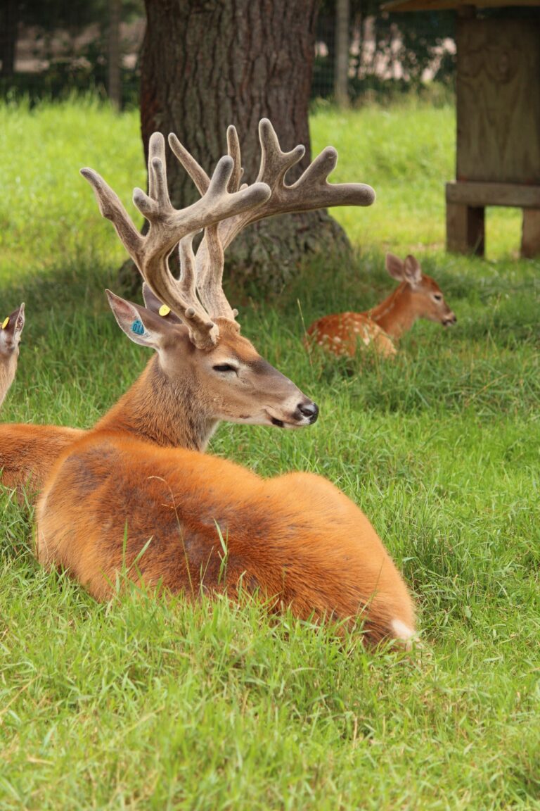 What Are the Fitness Benefits of Using Deer Antler Supplements?
