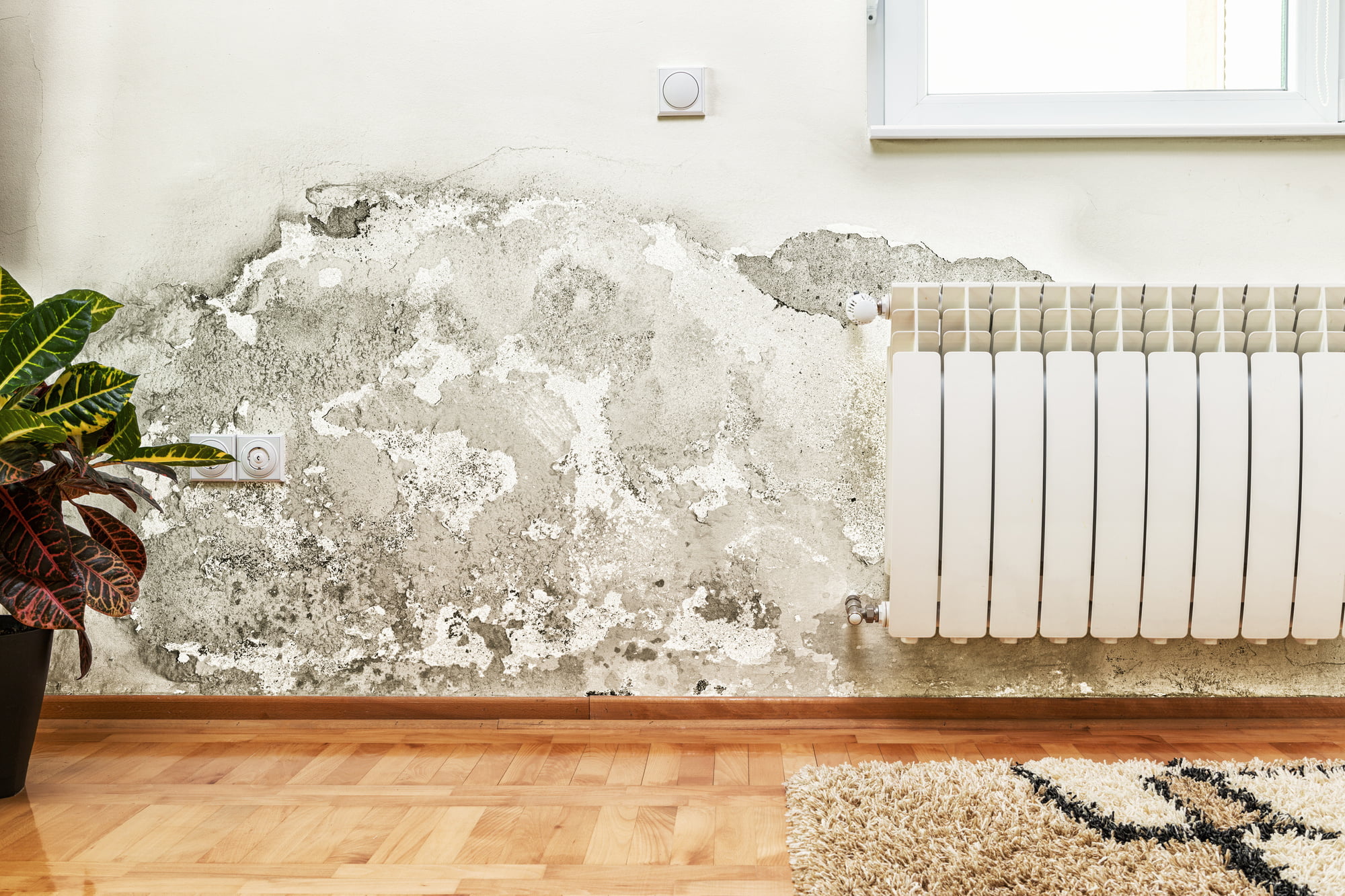 Don't let mold take over your home! This guide provides practical tips on how to stop mold growth and protect your family's health. Get started today!