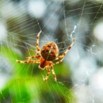 Are you tired of finding spiders in basement? Read this article to learn everything you need to know to keep them away from your home.