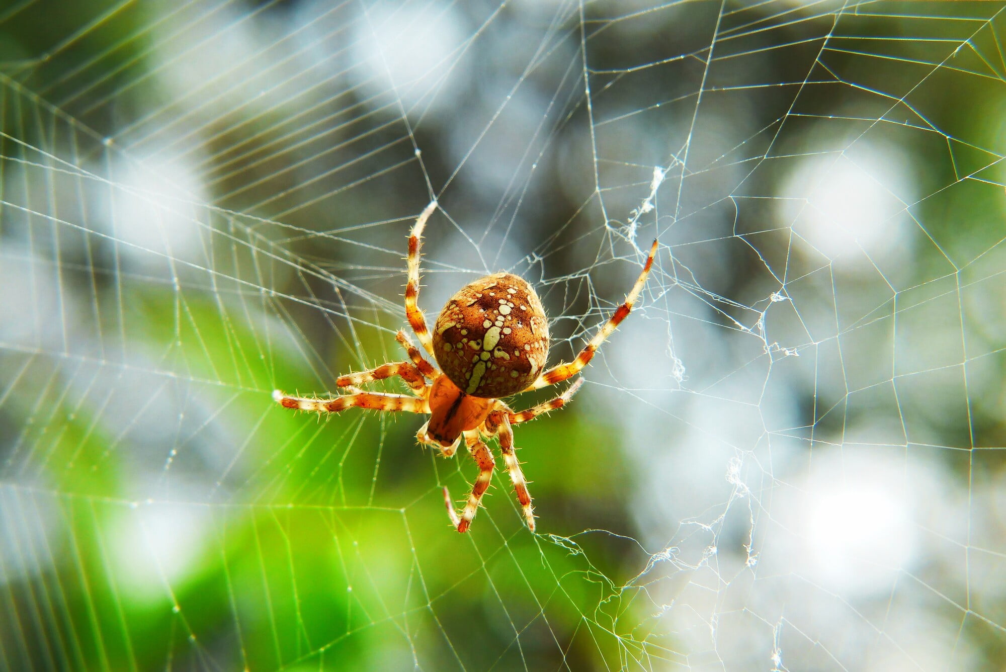 Are you tired of finding spiders in basement? Read this article to learn everything you need to know to keep them away from your home.