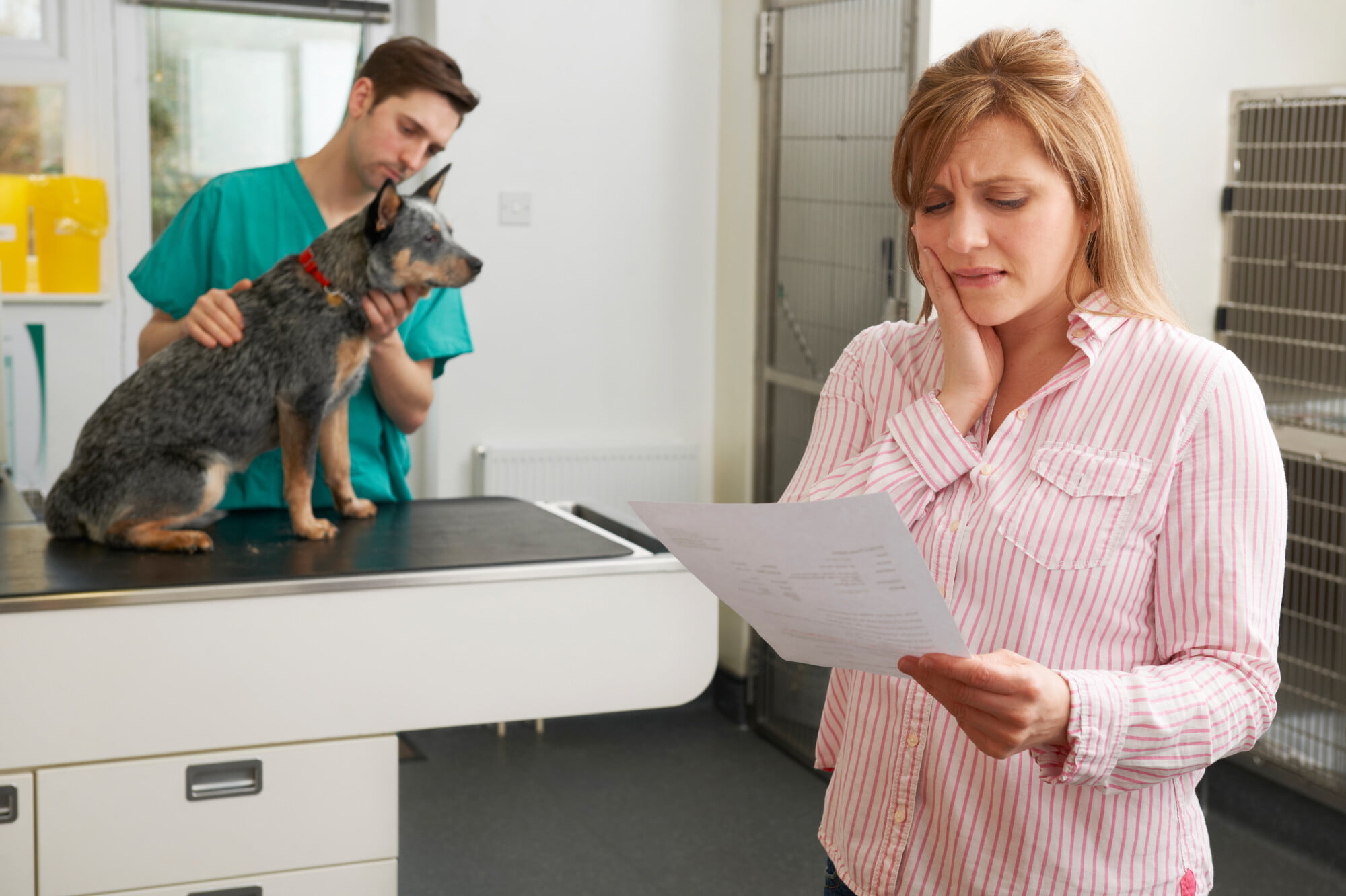 Finding the right insurance policy as a pet owner requires knowing your options. Here is everything you need to know about how to pick pet insurance.