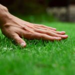 There are several things that people with green lawns frequently do. Learn more about these tips by checking out this guide.