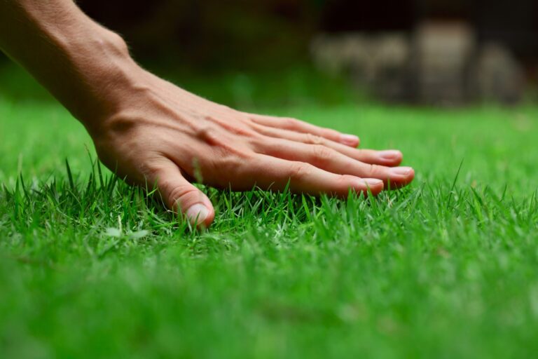 What Are the Best Tips for Green Lawns?