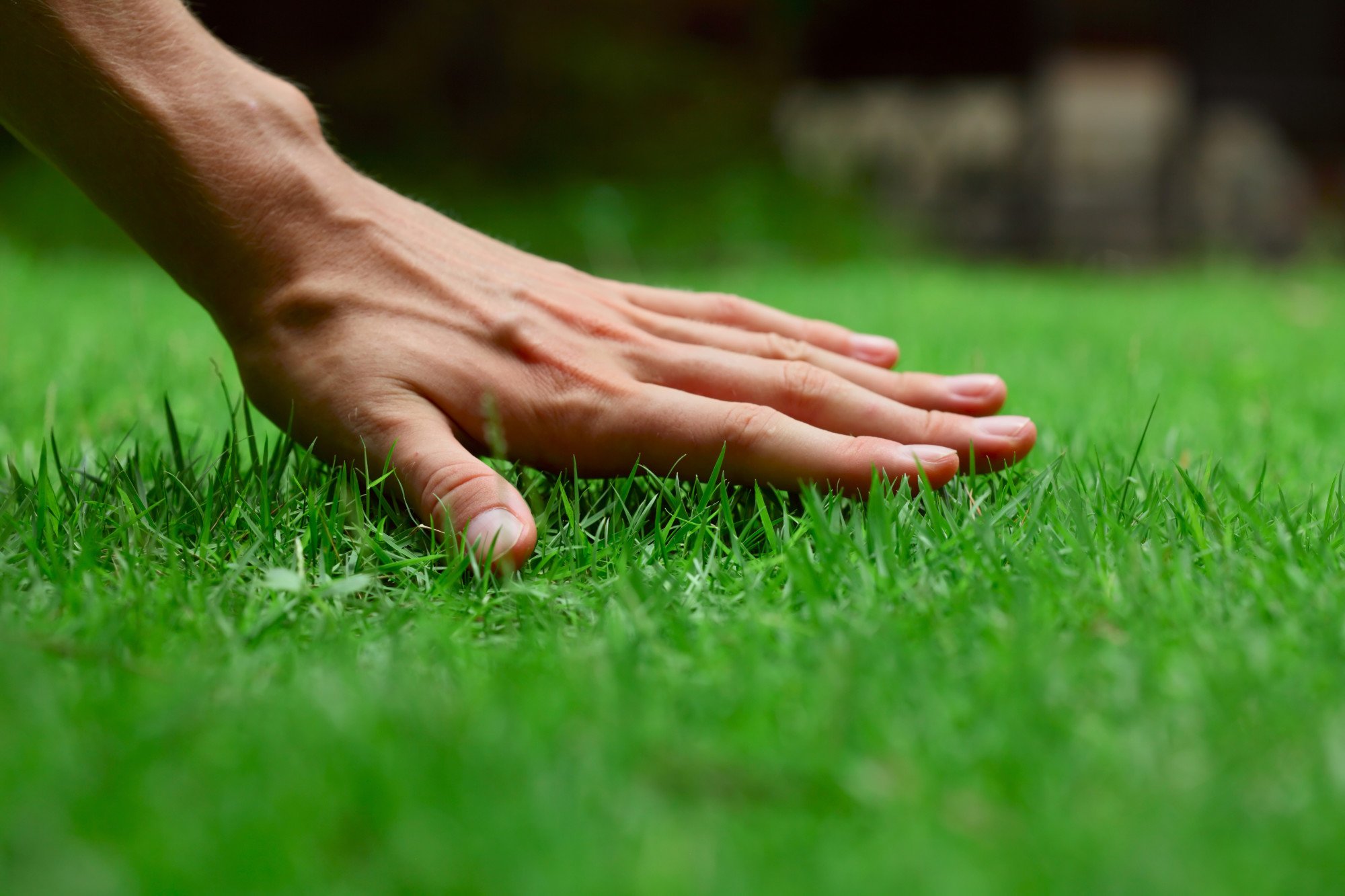 There are several things that people with green lawns frequently do. Learn more about these tips by checking out this guide.