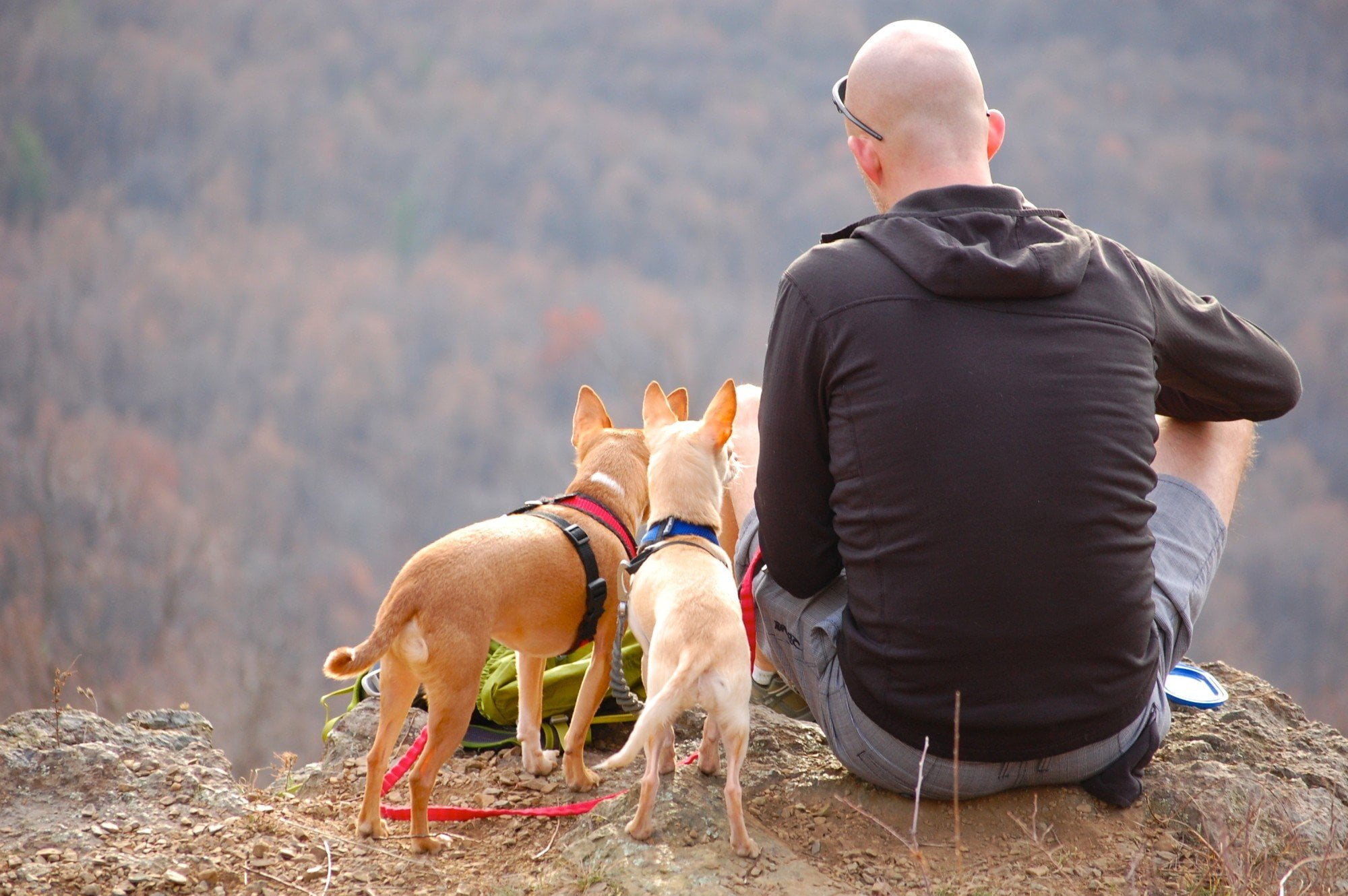 Camping is an excellent way to spend time with friends, family, and your pup. Plan ahead with this guide to dog-friendly camping in Northern California.